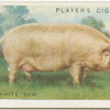 Middle White Sow.