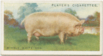 Middle White Sow.