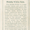 Middle White Sow.