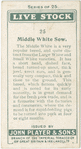 Middle White Sow.