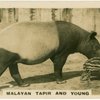Malayan Tapier and Young.