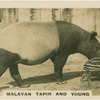 Malayan Tapier and Young.