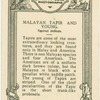Malayan Tapier and Young.