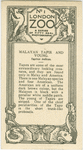 Malayan Tapier and Young.