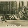Malayan Tiger.