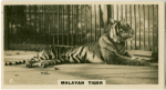 Malayan Tiger.