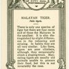 Malayan Tiger.