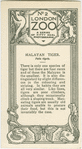 Malayan Tiger.