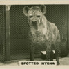 Spotted Hyena.