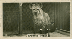 Spotted Hyena.