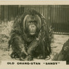 Old Orang-Utan "Sandy".