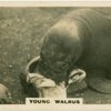 Young Walrus.