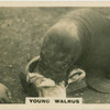 Young Walrus.