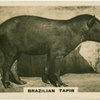 Brazilian Tapir.