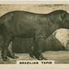 Brazilian Tapir.