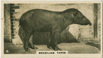 Brazilian Tapir.