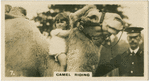 Camel Riding.