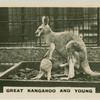Great Kangaroo and Young.