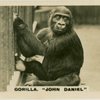 Gorilla " John Daniel".