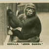 Gorilla " John Daniel".