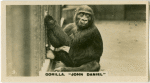 Gorilla " John Daniel".