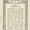 Gorilla " John Daniel".