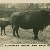 European Bison and Calf.