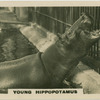 Young Hippopotamus.