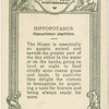 Young Hippopotamus.