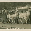 Llamas in Cart.