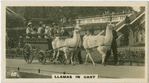 Llamas in Cart.