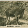 Barbary Sheep.