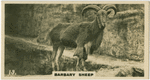 Barbary Sheep.