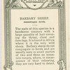 Barbary Sheep.