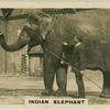 Indian Elephant.