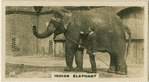 Indian Elephant.