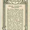 Indian Elephant.