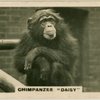 Chimpanzee "Daisy".