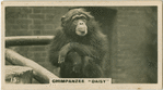 Chimpanzee "Daisy".