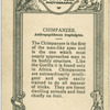 Chimpanzee "Daisy".
