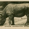 African Rhinoceros.