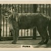 Puma.