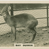 Bay Duiker.