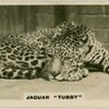 Jaguar "Tubby ".
