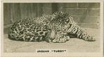 Jaguar "Tubby ".