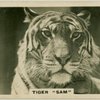 Tiger "Sam".
