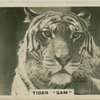 Tiger "Sam".