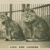 Lion and Lioness " Felis and Leo".