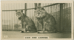 Lion and Lioness " Felis and Leo".
