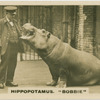 Hippopotamus " Bobbie".